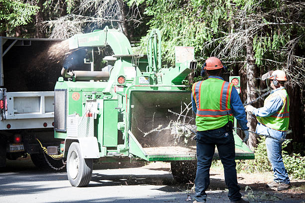 How Our Tree Care Process Works  in  Granite Bay, CA