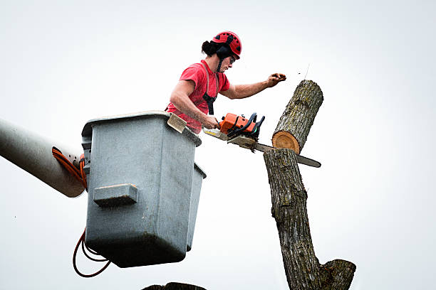 Professional Tree Services in Granite Bay, CA